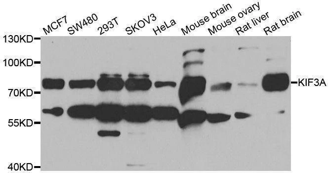 Anti-KIF3A Antibody