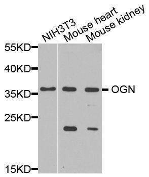 Anti-OGN Antibody