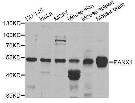 Anti-PANX1 Antibody