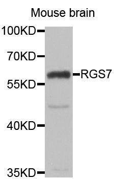 Anti-RGS7 Antibody