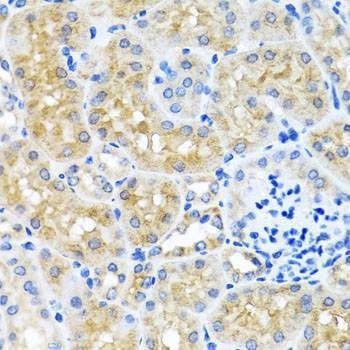 Anti-SCO1 Antibody