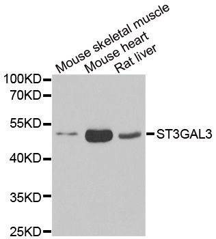 Anti-ST3GAL3 Antibody