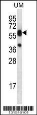 Anti-LIPM (C-term) Antibody