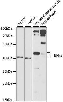 Anti-TINF2 Antibody