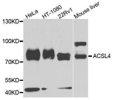Anti-ACSL4 Antibody
