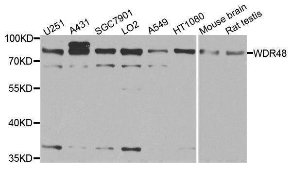 Anti-WDR48 Antibody