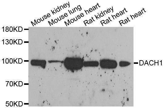Anti-DACH1 Antibody