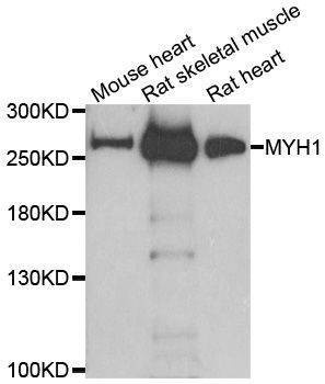 Anti-MYH1 Antibody