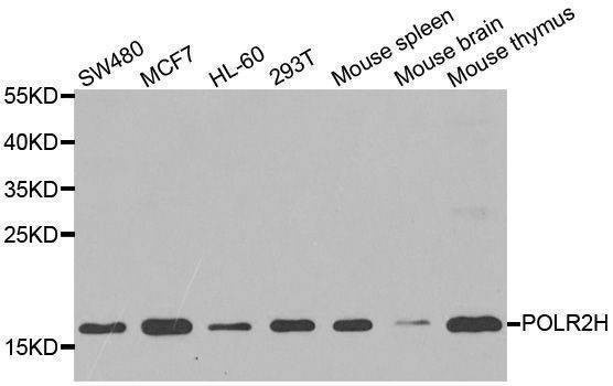 Anti-POLR2H Antibody