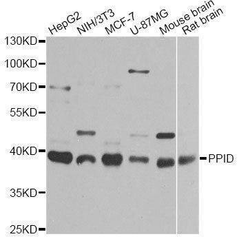 Anti-PPID Antibody