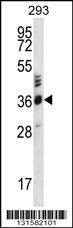 Anti-OR2T27 (C-term) Antibody