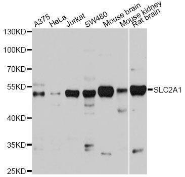 Anti-SLC2A1 Antibody