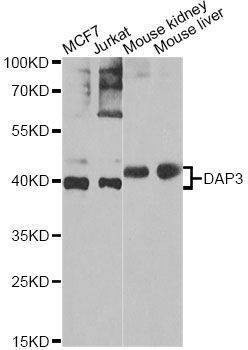 Anti-DAP3 Antibody