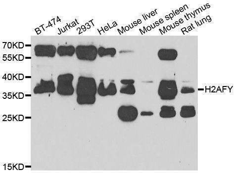 Anti-H2AFY Antibody