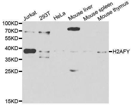 Anti-H2AFY Antibody
