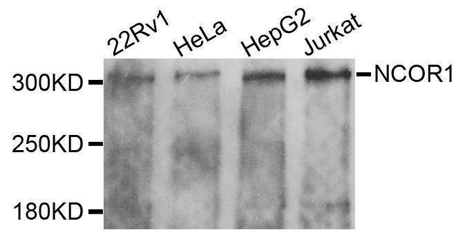 Anti-NCOR1 Antibody