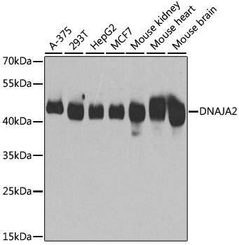 Anti-DNAJA2 Antibody