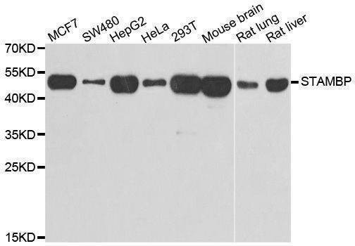 Anti-STAMBP Antibody