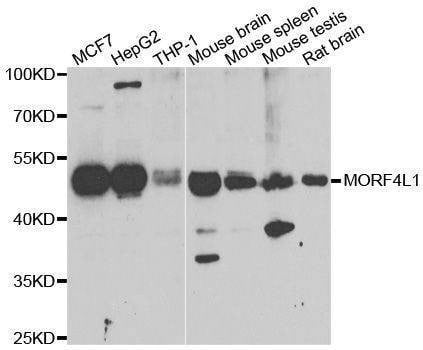 Anti-MORF4L1 Antibody