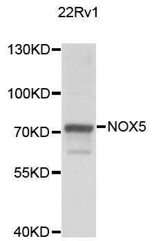 Anti-NOX5 Antibody
