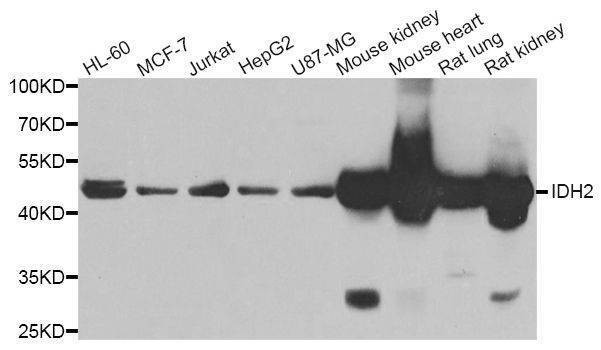 Anti-IDH2 Antibody
