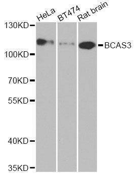 Anti-BCAS3 Antibody