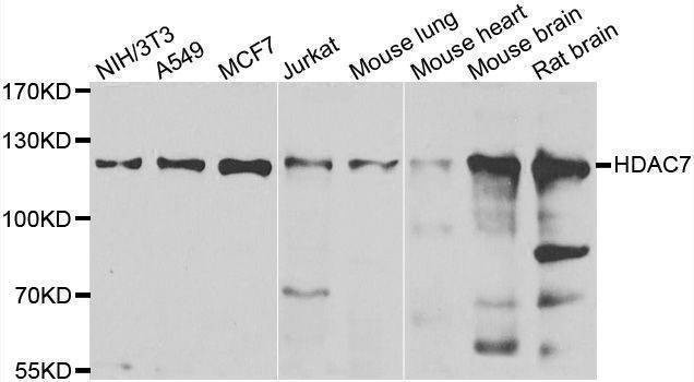 Anti-HDAC7 Antibody