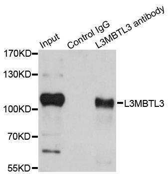 Anti-L3MBTL3 Antibody