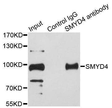 Anti-SMYD4 Antibody