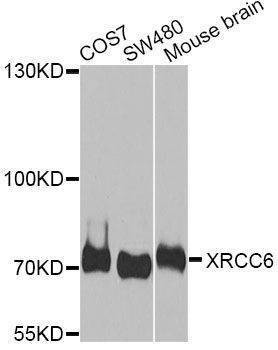 Anti-XRCC6 Antibody