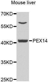 Anti-PEX14 Antibody