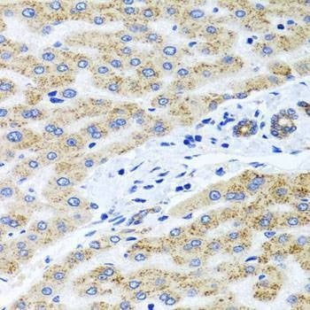Anti-PEX14 Antibody