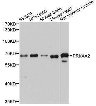 Anti-PRKAA2 Antibody