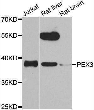 Anti-PEX3 Antibody