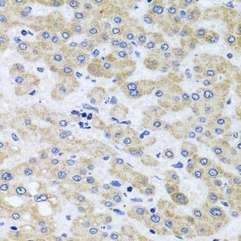 Anti-PEX3 Antibody