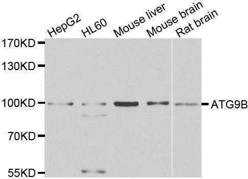 Anti-ATG9B Antibody