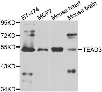Anti-TEAD3 Antibody