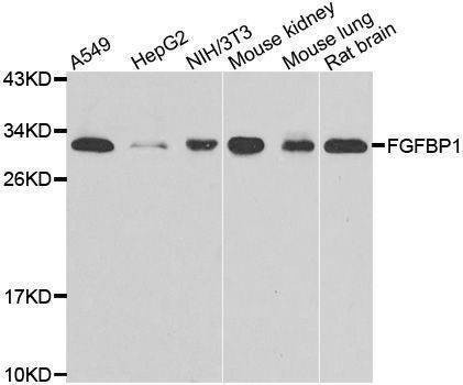 Anti-FGFBP1 Antibody