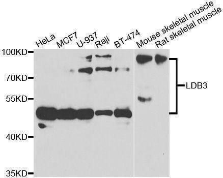 Anti-LDB3 Antibody