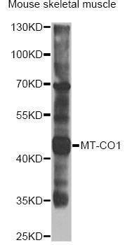 Anti-MT-CO1 Antibody