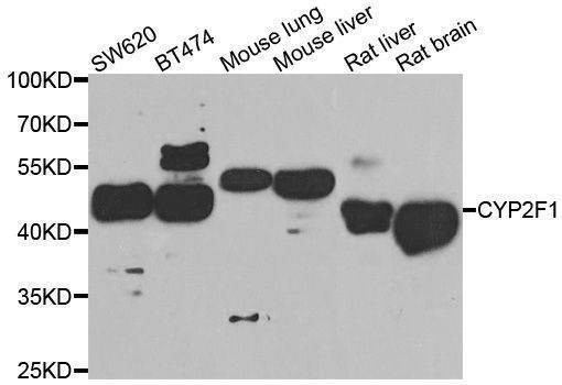 Anti-CYP2F1 Antibody
