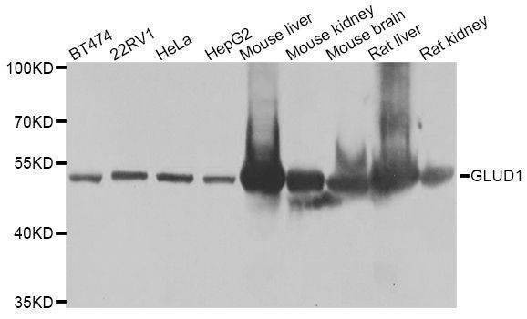 Anti-GLUD1 Antibody