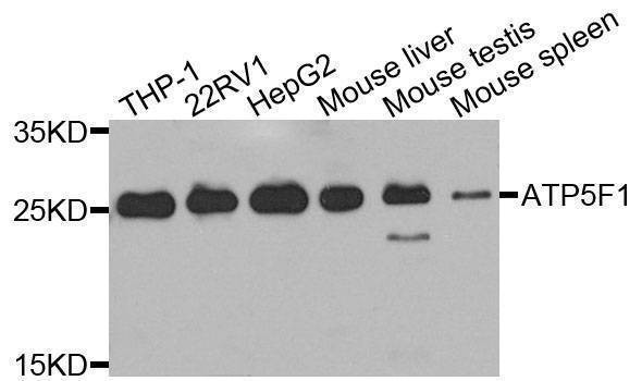 Anti-ATP5F1 Antibody
