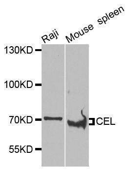 Anti-CEL Antibody