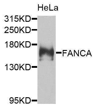 Anti-FANCA Antibody