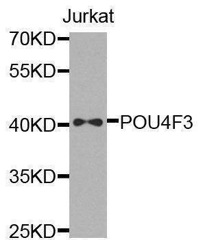 Anti-POU4F3 Antibody