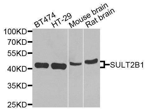Anti-SULT2B1 Antibody
