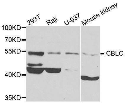 Anti-CBLC Antibody