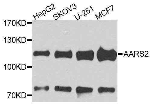 Anti-AARS2 Antibody