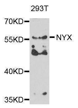 Anti-NYX Antibody